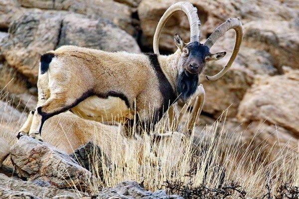 هشدار نسبت به ورود بیش از حد شکارچیان به منطقه عمارلوی رودبار هشدار نسبت به ورود بیش از حد شکارچیان به منطقه عمارلوی رودبار
