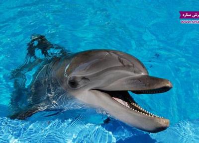 18 حقیقت شگفت انگیز زندگی دلفین ها!