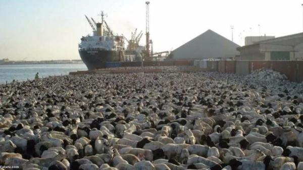کشتی حامل 16 هزار گوسفند غرق شد
