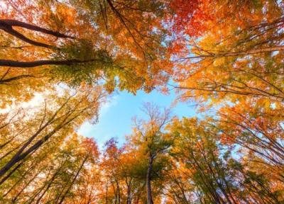 چرا برگ های درختان در پاییز تغییر رنگ می دهند؟